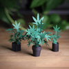 Paper Weed Plants